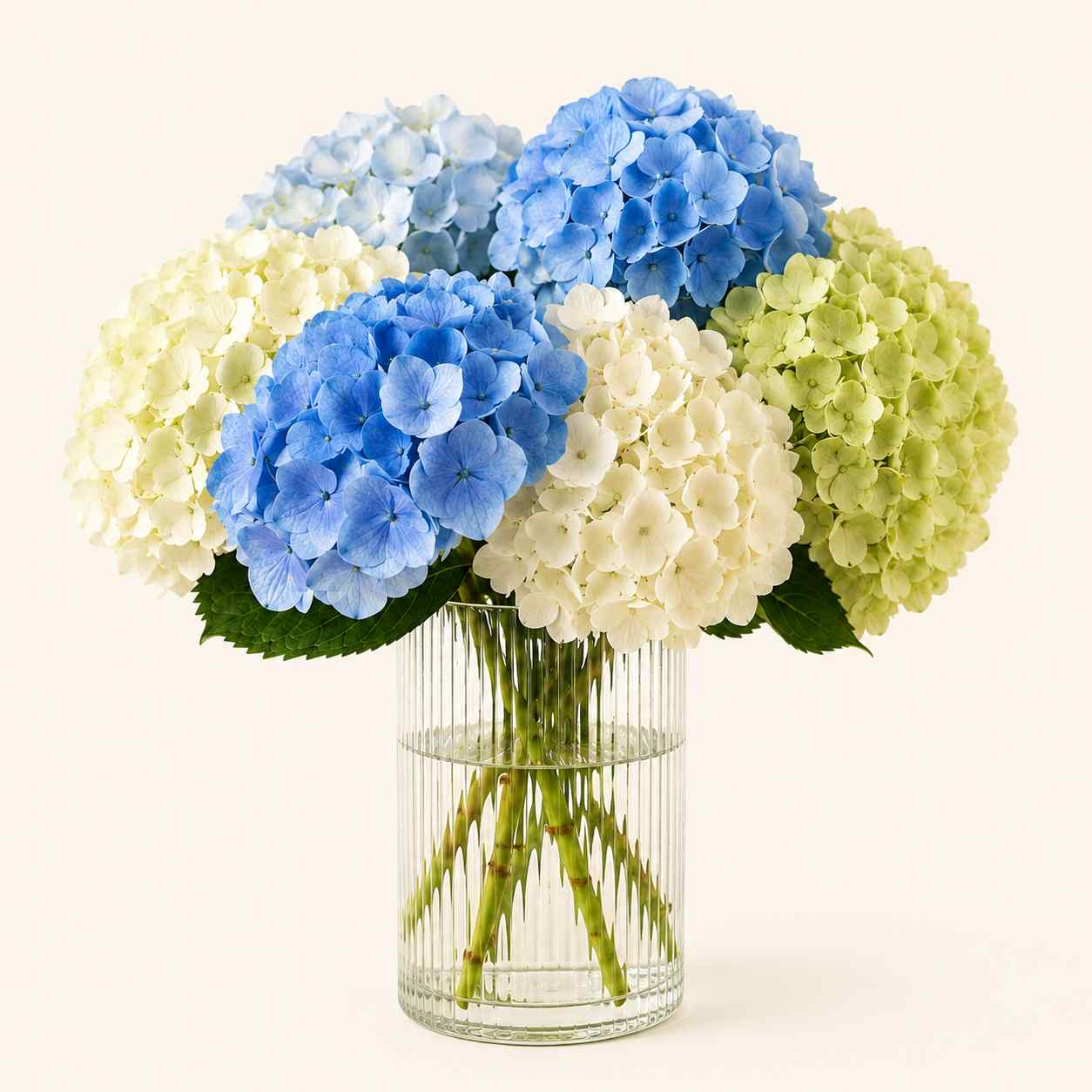 Timeless Hydrangeas — Floranza Toronto